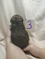 Ricky, a male Miniature Aussiedoodle for sale in Stoutland, MO – Photo 4 of 5