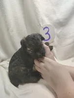 Ricky, a male Miniature Aussiedoodle for sale in Stoutland, MO – Photo 3 of 5