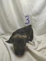 Ricky, a male Miniature Aussiedoodle for sale in Stoutland, MO – Photo 1 of 5