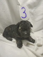 Ricky, a male Miniature Aussiedoodle for sale in Stoutland, MO – Photo 2 of 5