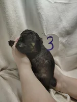 Ricky, a male Miniature Aussiedoodle for sale in Stoutland, MO – Photo 5 of 5