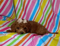 Reba, a female Cavapoo for sale in Stoutland, MO – 3 of 4