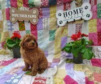 Simon, a male Poodle - Miniature  for sale in Stoutland, MO – 4 of 4