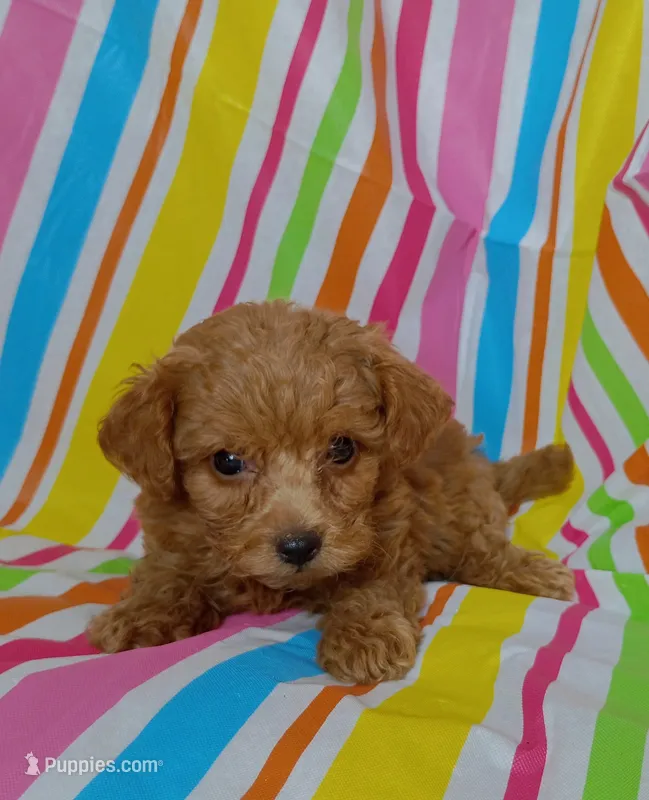 Robby – Cavapoo puppy for sale in Stoutland, MO