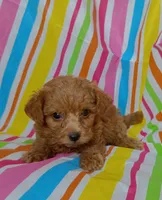 Robby, a male Cavapoo for sale in Stoutland, MO – 1 of 4