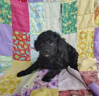 Alex, a male Cavapoo and Poodle - Miniature  for sale in Stoutland, MO – 2 of 6