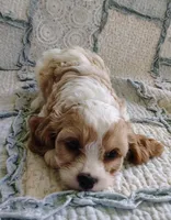 Taylor, a female Cavachon for sale in Stoutland, MO – 7 of 9