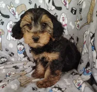 Daniel, a male Yorkipoo for sale in Stoutland, MO – 7 of 9
