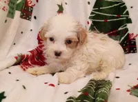 Happy, a male Havapoo for sale in Stoutland, MO – 3 of 6