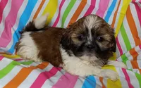 Camden, a male Shih Tzu for sale in Stoutland, MO – 2 of 4