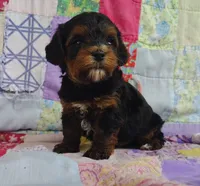 Samuel , a male Yorkipoo for sale in Stoutland, MO – 8 of 10
