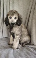 Sammy, a male Poodle - Standard  for sale in Stoutland, MO – 6 of 8