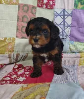 Samuel , a male Yorkipoo for sale in Stoutland, MO – 9 of 10