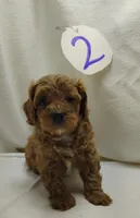 Andy, a male Cavapoo for sale in Stoutland, MO – Photo 1 of 8