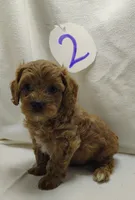 Andy, a male Cavapoo for sale in Stoutland, MO – Photo 3 of 8