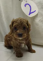 Andy, a male Cavapoo for sale in Stoutland, MO – Photo 4 of 8