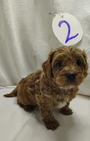 Andy, a male Cavapoo for sale in Stoutland, MO – Photo 7 of 8