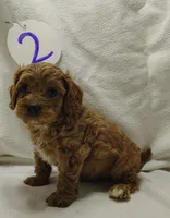 Andy, a male Cavapoo for sale in Stoutland, MO – Photo 5 of 8