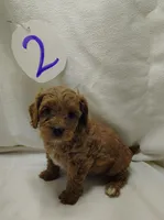 Andy, a male Cavapoo for sale in Stoutland, MO – Photo 8 of 8