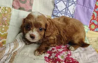 Alexa, a female Cavapoo and Poodle - Miniature  for sale in Stoutland, MO – 7 of 8
