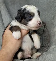 Philip, a male Poodle - Miniature  and Miniature Aussiedoodle for sale in Stoutland, MO – 3 of 4