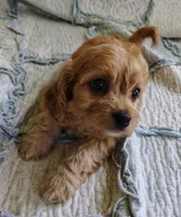 Trevor, a male Cavachon for sale in Stoutland, MO – 7 of 9
