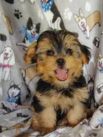 Nick, a male Maltipoo and Yorkshire Terrier for sale in Stoutland, MO – 2 of 7