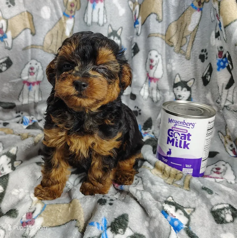 Taylor – Yorkipoo puppy for sale in Stoutland, MO