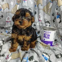 Taylor, a female Yorkipoo for sale in Stoutland, MO – Photo 1 of 10