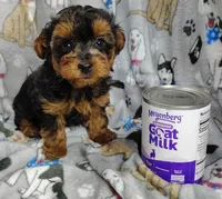 Taylor, a female Yorkipoo for sale in Stoutland, MO – Photo 5 of 10
