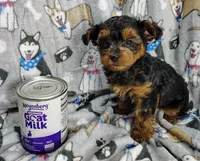 Taylor, a female Yorkipoo for sale in Stoutland, MO – Photo 10 of 10