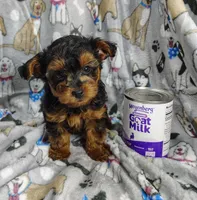 Taylor, a female Yorkipoo for sale in Stoutland, MO – Photo 3 of 10