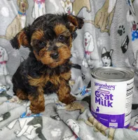 Taylor, a female Yorkipoo for sale in Stoutland, MO – Photo 6 of 10