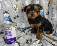Taylor, a female Yorkipoo for sale in Stoutland, MO – Photo 9 of 10