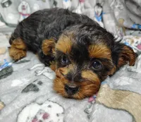 Taylor, a female Yorkipoo for sale in Stoutland, MO – Photo 4 of 10