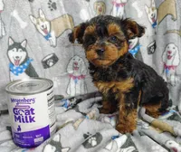 Taylor, a female Yorkipoo for sale in Stoutland, MO – Photo 8 of 10