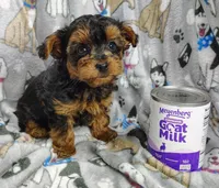 Taylor, a female Yorkipoo for sale in Stoutland, MO – Photo 7 of 10