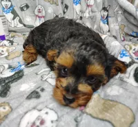 Taylor, a female Yorkipoo for sale in Stoutland, MO – Photo 2 of 10