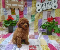 Simon, a male Poodle - Miniature  for sale in Stoutland, MO – 2 of 4