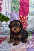 Dede, a female Yorkipoo for sale in Stoutland, MO – 5 of 10