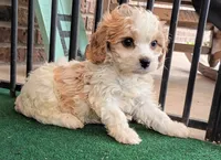 Trixie, a female Cavachon for sale in Stoutland, MO – 9 of 10