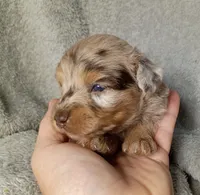 Charming, a male Poodle - Miniature  and Miniature Aussiedoodle for sale in Stoutland, MO – 3 of 4