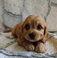 Trevor, a male Cavachon for sale in Stoutland, MO – 9 of 9