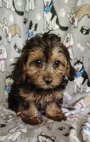 Nathaniel, a male Yorkipoo for sale in Stoutland, MO – 3 of 6