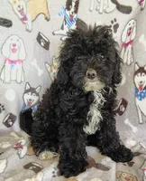 Allie, a female Cavapoo and Poodle - Miniature  for sale in Stoutland, MO – 2 of 4