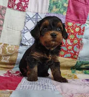 Dede, a female Yorkipoo for sale in Stoutland, MO – 8 of 10