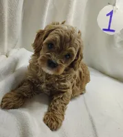 Angel, a female Cavapoo for sale in Stoutland, MO – Photo 2 of 4