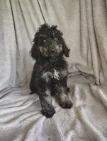 Sully, a male Poodle - Standard  for sale in Stoutland, MO – 4 of 8