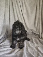 Sully, a male Poodle - Standard  for sale in Stoutland, MO – 5 of 8