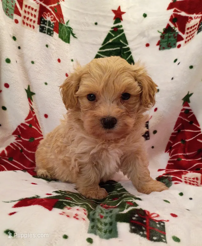 Matthew  – Maltipoo puppy for sale in Stoutland, MO